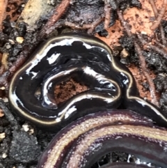 Caenoplana coerulea (Blue Planarian, Blue Garden Flatworm) at Garran, ACT - 24 Aug 2021 by Tapirlord