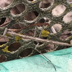 Mantidae (family) adult or nymph at Garran, ACT - 25 Aug 2021