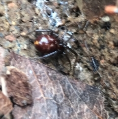 Steatoda capensis (South African cupboard spider) at Garran, ACT - 24 Aug 2021 by Tapirlord