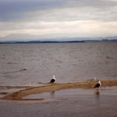 Larus pacificus (Pacific Gull) at Loch Sport, VIC - 2 Apr 1999 by MichaelBedingfield