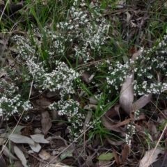 Cryptandra amara (Bitter Cryptandra) at Queanbeyan West, NSW - 27 Aug 2021 by Paul4K