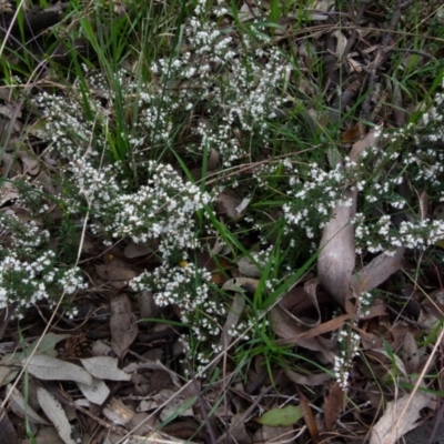 Cryptandra amara (Bitter Cryptandra) at Queanbeyan West, NSW - 26 Aug 2021 by Paul4K