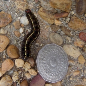 Apina callisto at Queanbeyan West, NSW - 27 Aug 2021 09:04 AM