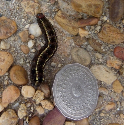 Apina callisto (Pasture Day Moth) at QPRC LGA - 26 Aug 2021 by Paul4K