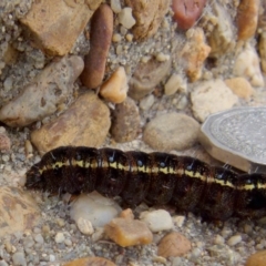 Apina callisto at Queanbeyan West, NSW - 27 Aug 2021 09:04 AM