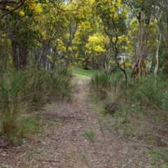 Acacia pycnantha (Golden Wattle) at Bicentennial Park - 26 Aug 2021 by Paul4K