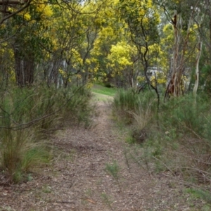 Acacia pycnantha at Queanbeyan West, NSW - 27 Aug 2021