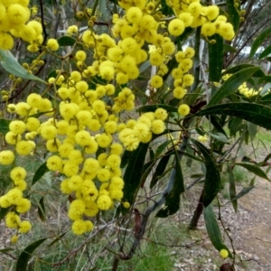 Acacia pycnantha at Queanbeyan West, NSW - 27 Aug 2021