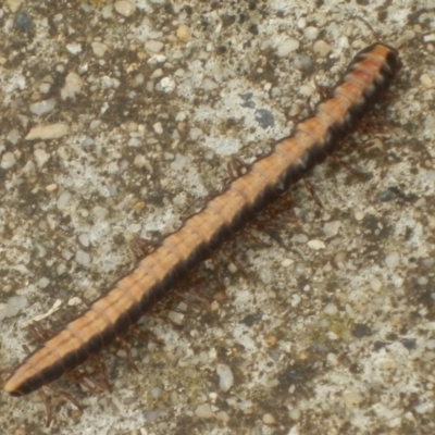 Paradoxosomatidae sp. (family) (Millipede) at Dunlop, ACT - 24 Mar 2021 by johnpugh