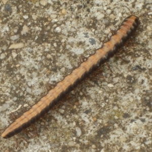 Paradoxosomatidae sp. (family) at Dunlop, ACT - 24 Mar 2021