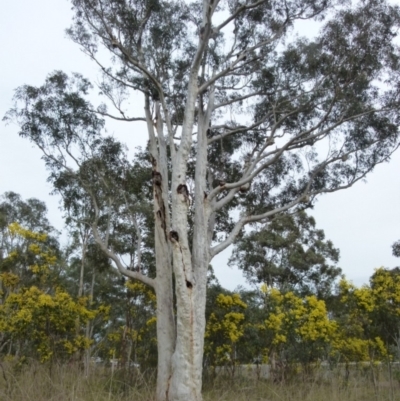 Eucalyptus rossii (Inland Scribbly Gum) at QPRC LGA - 26 Aug 2021 by Paul4K