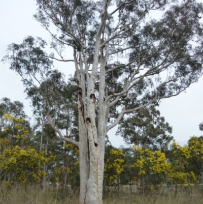 Eucalyptus rossii (Inland Scribbly Gum) at Queanbeyan West, NSW - 27 Aug 2021 by Paul4K