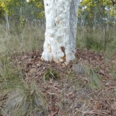 Eucalyptus rossii at Queanbeyan West, NSW - 27 Aug 2021