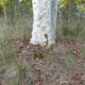 Eucalyptus rossii at QPRC LGA - 27 Aug 2021 08:45 AM