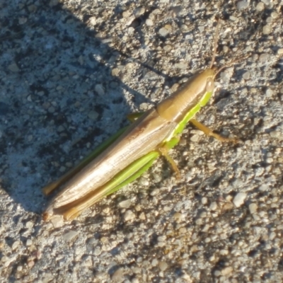 Bermius brachycerus (A grasshopper) at Jarramlee-West MacGregor Grasslands - 2 Apr 2021 by johnpugh