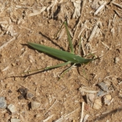 Acrida conica (Giant green slantface) at Dunlop, ACT - 12 Apr 2020 by johnpugh