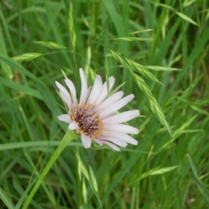 Tragopogon porrifolius at Dunlop, ACT - 20 Oct 2020