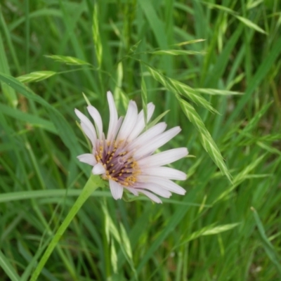 Tragopogon porrifolius (Salsify, Oyster Plant) at Jarramlee Pond - 19 Oct 2020 by johnpugh