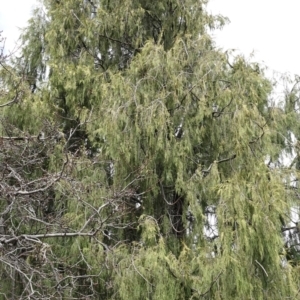 Callocephalon fimbriatum at Campbell, ACT - suppressed