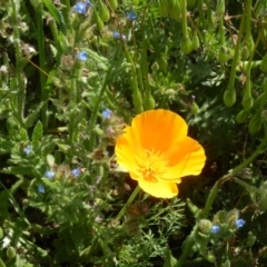 Eschscholzia californica (California Poppy) at Dunlop, ACT - 12 Oct 2020 by johnpugh