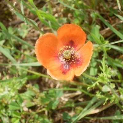 Papaver dubium (Longhead Poppy) at Jarramlee Pond - 29 Oct 2020 by johnpugh