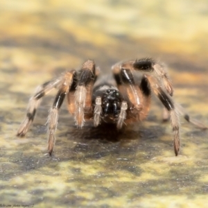 Lampona sp. (genus) at Macgregor, ACT - 27 Aug 2021