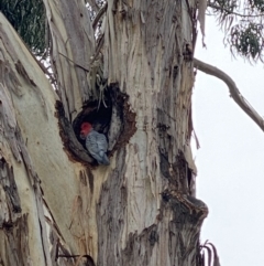 Callocephalon fimbriatum at Curtin, ACT - suppressed