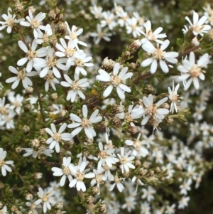 Olearia microphylla at O'Connor, ACT - 27 Aug 2021