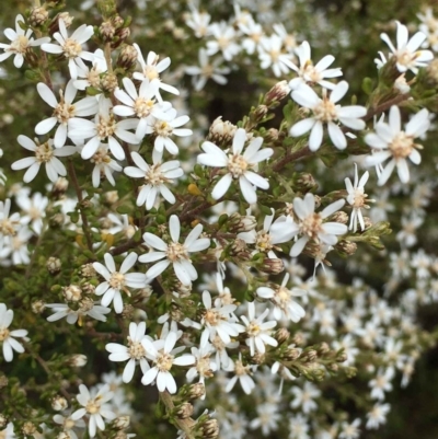 Olearia microphylla (Olearia) at Black Mountain - 27 Aug 2021 by RWPurdie