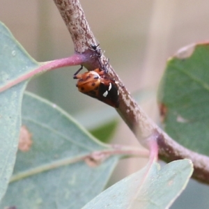 Eurymela fenestrata at West Wodonga, VIC - 27 Aug 2021