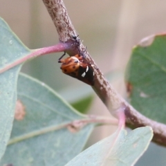 Eurymela fenestrata (Gum tree leafhopper) at Felltimber Creek NCR - 27 Aug 2021 by Kyliegw