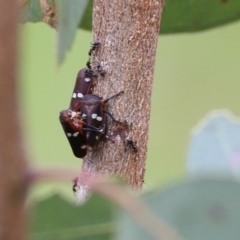 Eurymela fenestrata at West Wodonga, VIC - 27 Aug 2021 12:15 PM