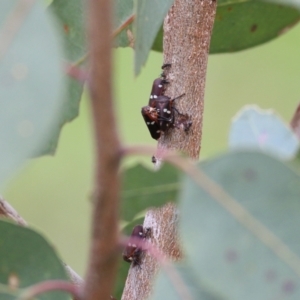 Eurymela fenestrata at West Wodonga, VIC - 27 Aug 2021