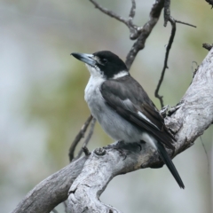 Cracticus torquatus (Grey Butcherbird) at Majura, ACT - 26 Aug 2021 by jb2602