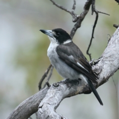 Cracticus torquatus (Grey Butcherbird) at Mount Ainslie - 26 Aug 2021 by jbromilow50