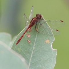 Diplacodes bipunctata (Wandering Percher) at West Wodonga, VIC - 27 Aug 2021 by Kyliegw