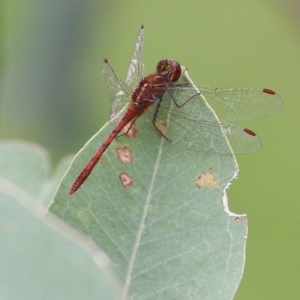 Diplacodes bipunctata at West Wodonga, VIC - 27 Aug 2021 12:16 PM