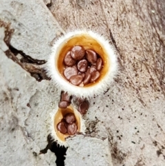 Nidula sp. (A bird's nest fungus) at Denman Prospect, ACT - 27 Aug 2021 by RobG1