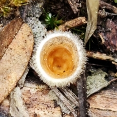 Nidula sp. at Denman Prospect, ACT - 27 Aug 2021 12:08 PM