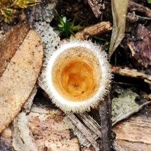 Nidula sp. at Denman Prospect, ACT - 27 Aug 2021 12:08 PM