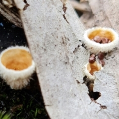 Nidula sp. at Denman Prospect, ACT - 27 Aug 2021