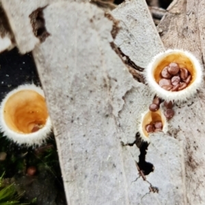 Nidula sp. at Denman Prospect, ACT - 27 Aug 2021 12:08 PM