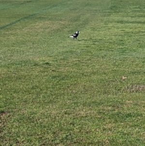 Gymnorhina tibicen at Lavington, NSW - 26 Aug 2021 09:08 AM