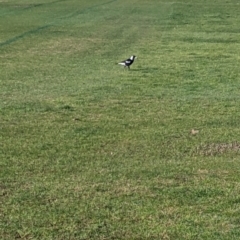 Gymnorhina tibicen at Lavington, NSW - 26 Aug 2021 09:08 AM