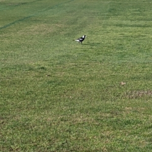 Gymnorhina tibicen at Lavington, NSW - 26 Aug 2021 09:08 AM