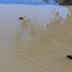 Anas superciliosa (Pacific Black Duck) at Albury - 26 Aug 2021 by Darcy