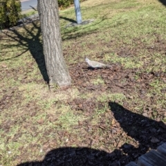 Ocyphaps lophotes (Crested Pigeon) at Lavington, NSW - 26 Aug 2021 by Darcy