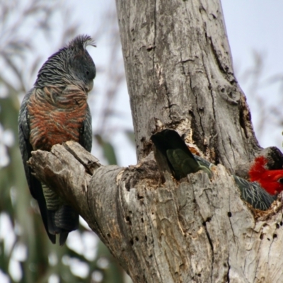 Callocephalon fimbriatum (Gang-gang Cockatoo) at Red Hill to Yarralumla Creek - 27 Aug 2021 by LisaH