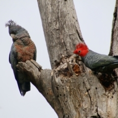 Callocephalon fimbriatum at Hughes, ACT - 27 Aug 2021