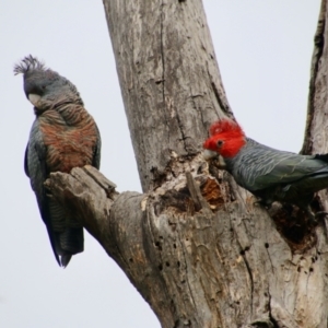 Callocephalon fimbriatum at Hughes, ACT - 27 Aug 2021